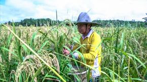 A Rice Farmer's New Hope