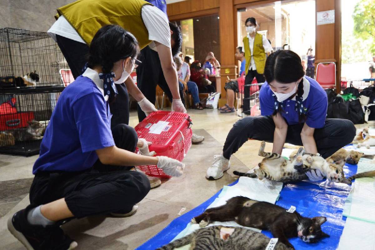 Sterilisasi Kucing dan Vaksinasi Rabies dalam World Rabies Day